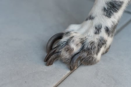 Как правильно стричь когти собаке
